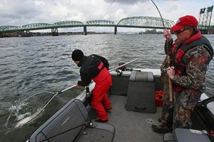 First Columbia River spring chinook seen at Bonneville Dam fish ... - The Seattle Times