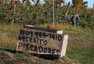 At an orchard near Zillah in the Yakima Valley, a sign in Spanish reads, “pickers wanted.” A farm-labor shortage is leaving apples unpicked at the height of the harvest. 