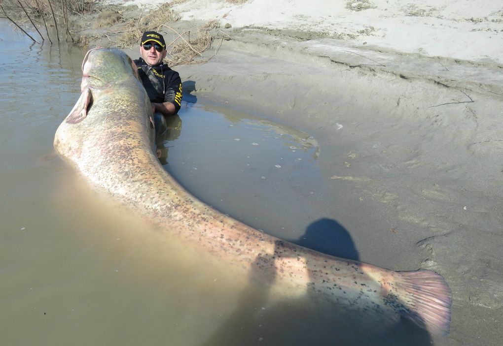 World Record Catfish Caught In Italy On Sport Rod & Reel, 280 lbs