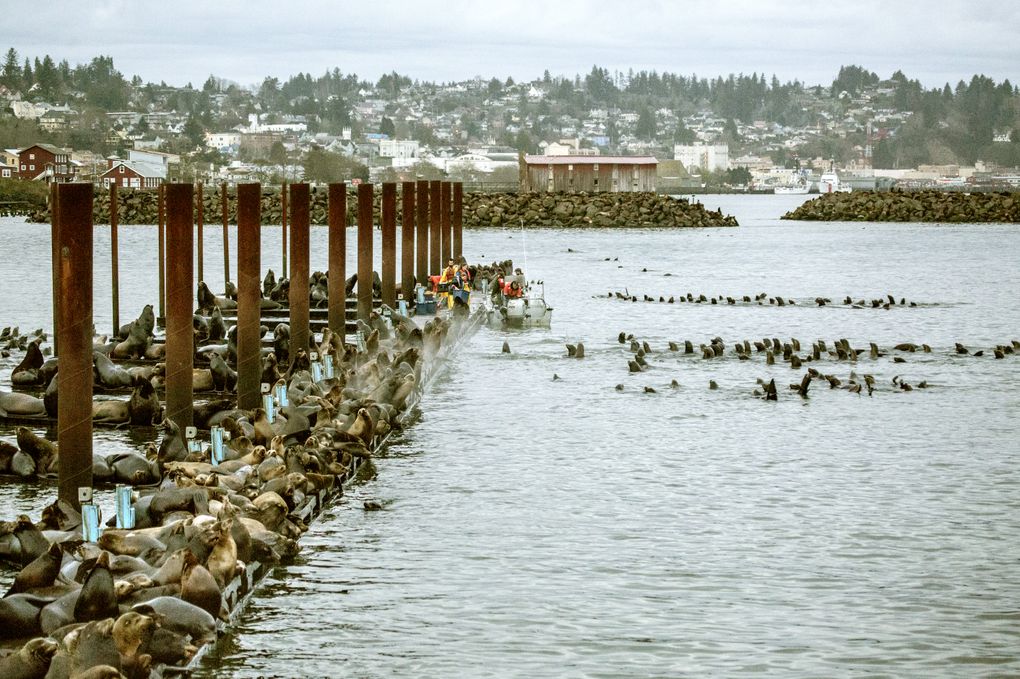 On a March morning, federal, state and university biologists clear space at the Astoria dock for a day of research. (Steve Ringman / The Seattle Times)