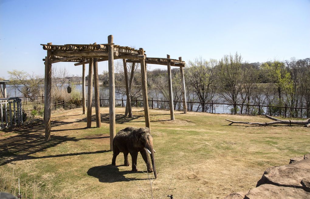 How much space does one elephant need in a zoo?