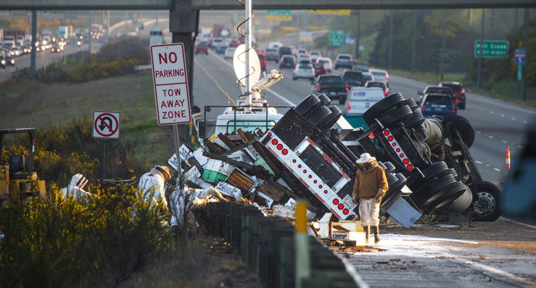 Beekeepers try to salvage some of the bee hives that were dumped when a semi-truck rolled early Friday morning, spilling a load of honeybees on the Interstate 5 median near Lynnwood. (Mike Siegel / The Seattle Times)