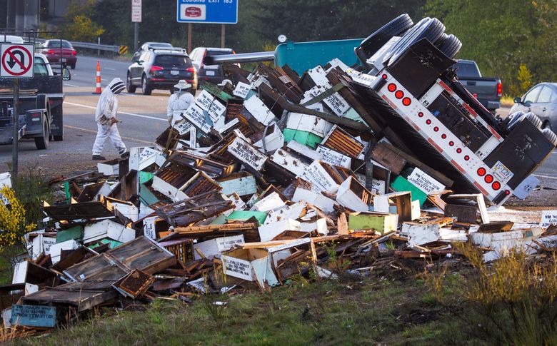 Beehives scatter the median of Interstate 5 where a semitruck carrying 458 hives overturned Friday morning. (Mike Siegel / The Seattle Times)