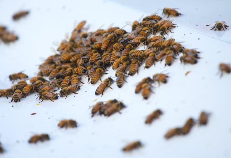 Honeybees converge on a white truck after a semi-truck rolled early Friday morning, spilling a load of beehives on the Interstate 5 median at the Interstate 405 interchange near Lynnwood.
The truck held 458 hives holding as many as 14 million bees.  (Mike Siegel / The Seattle Times)