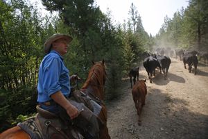 Driving the cattle upwards, Range Rider Bill Johnson looks for the ever present signs of wolves in the Teanaway Valley. (Sy Bean / The Seattle Times)