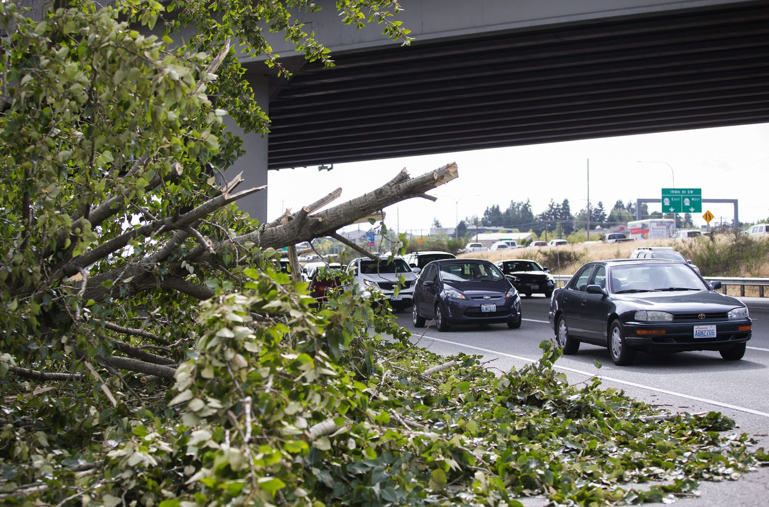 Cars pass by a fallen tree on Northbound I-5 near exit 182 in Lynnwood during a windstorm in Seattle on Saturday, Aug. (Lindsey Wasson / The Seattle Times)