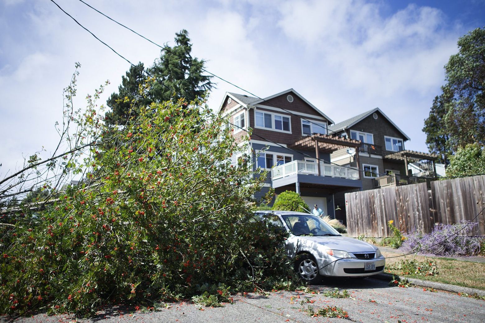 A resident surveys the damage after a large tree and partial power lines fell onto a car on NE 60th St. (Lindsey Wasson / The Seattle Times)