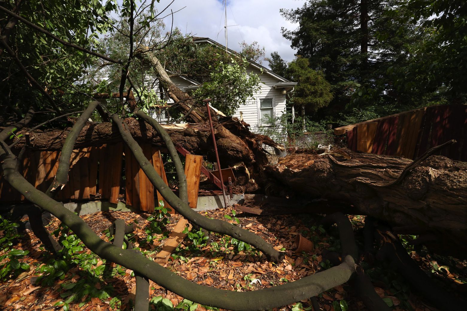 The top of this wind-blown tree struck a house in the 11000 block of 23rd Ave N.E. (Alan Berner / The Seattle Times)