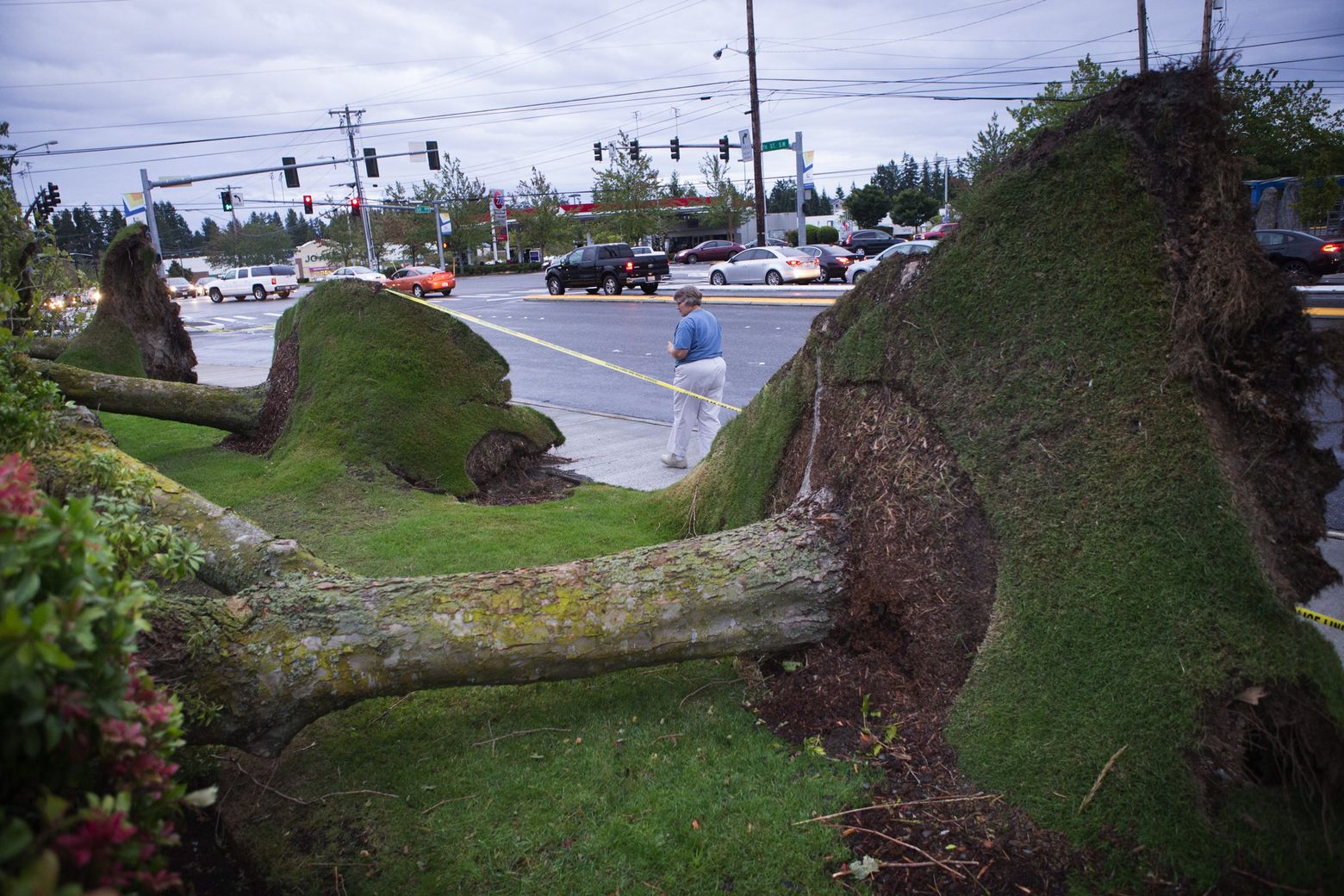 A woman walks by  trees uprooted off of 196th Street Southwest at the edge of James Village Shopping Center during windstorm in Lynnwood on Saturday,. (Lindsey Wasson / The Seattle Times)