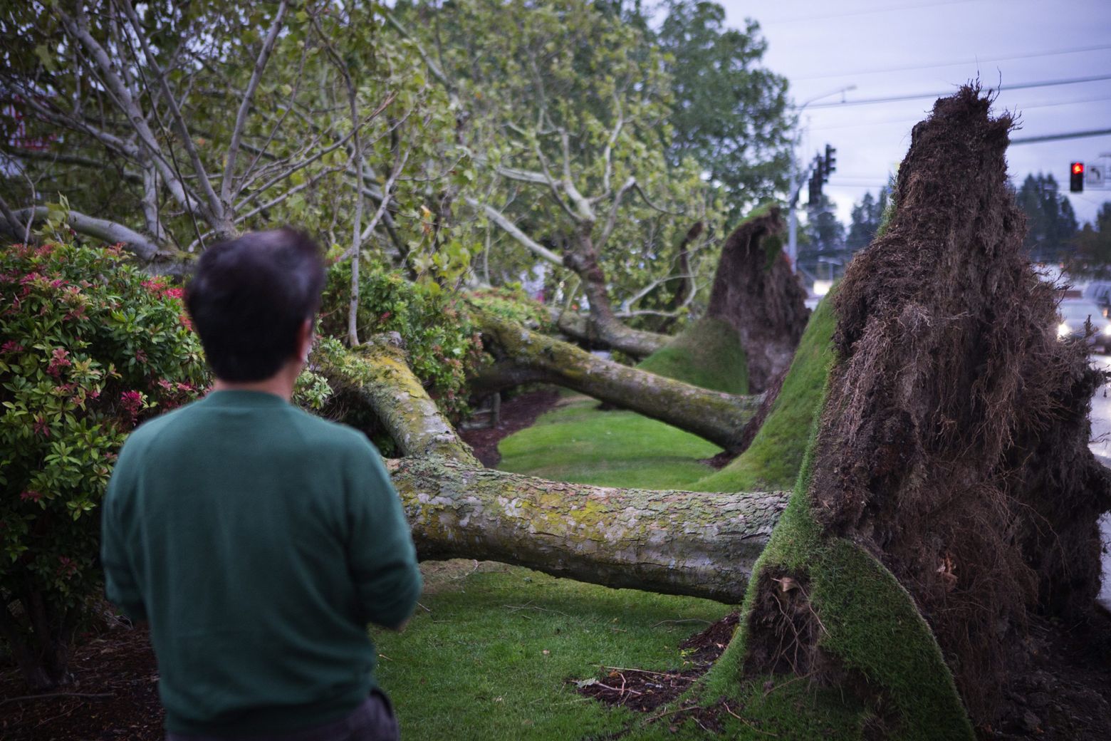 A man pauses to look at several large trees uprooted off of 196th Street Southwest at the edge of James Village Shopping Center after a windstorm in Lynnwood on Saturday. (Lindsey Wasson / The Seattle Times)