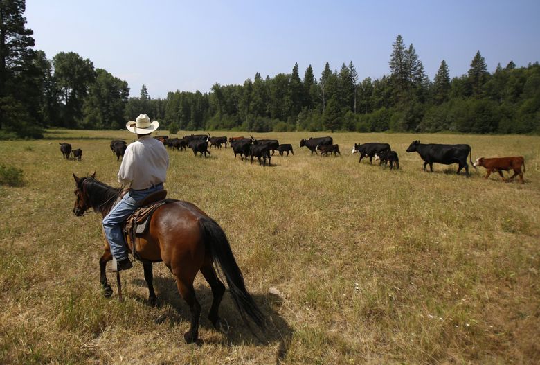 Rancher Sam Kayser watches cattle across the former Dickey Creek campground in the Teanaway Valley near Cle Elum. (Sy Bean/The Seattle Times)