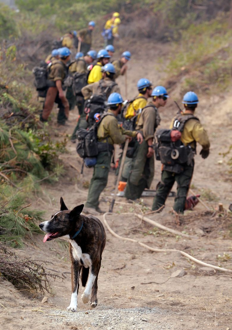 Resident dog Gabby walks up a fire line after greeting a crew of firefighters from the University of Alaska (Fairbanks) behind as they work to hold the line against an oncoming fire near the dog’s home on Thursday near Chelan, Wash. (Fairbanks) behind as they work to hold the line against an oncoming fire near the dog’s home on Thursday near Chelan, Wash. (Elaine Thompson/AP)