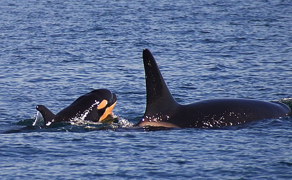 New Southern Resident calf L122 with her mother L91 is seen in the Strait of Juan de Fuca. (Heather MacIntyre/Maya’s Legacy Whale Watching)