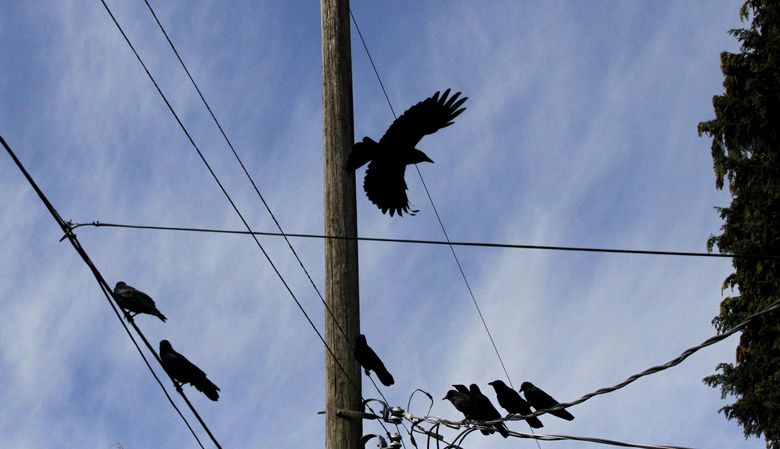 Crows gather above the alley behind East Shelby Street, a common sight in Seattle.(Alan Berner / The Seattle Times)