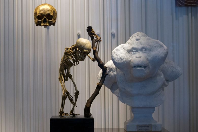 The skull of French philosopher Rene Descartes (1596-1650), top left, is displayed during a press visit at the Museum of Mankind (Musee de l’Homme) in Paris, France, Wednesday, Oct. (1596-1650), top left, is displayed during a press visit at the Museum of Mankind (Musee de l’Homme) in Paris, France, Wednesday, Oct. 14, 2015. Among the thousands of objects and artifacts include the skull of Neanderthal man and of a French philosopher Rene Descartes, the museum, dedicated to anthropology, ethnology and prehistory of human evolution, will open to the public this weekend after six years of renovation. (AP Photo/Francois Mori)