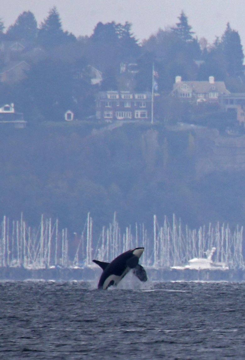 An orca breaches in Elliott Bay with Magnolia in the background, as viewed from West Seattle on Thursday. (Ken Lambert / The Seattle Times)