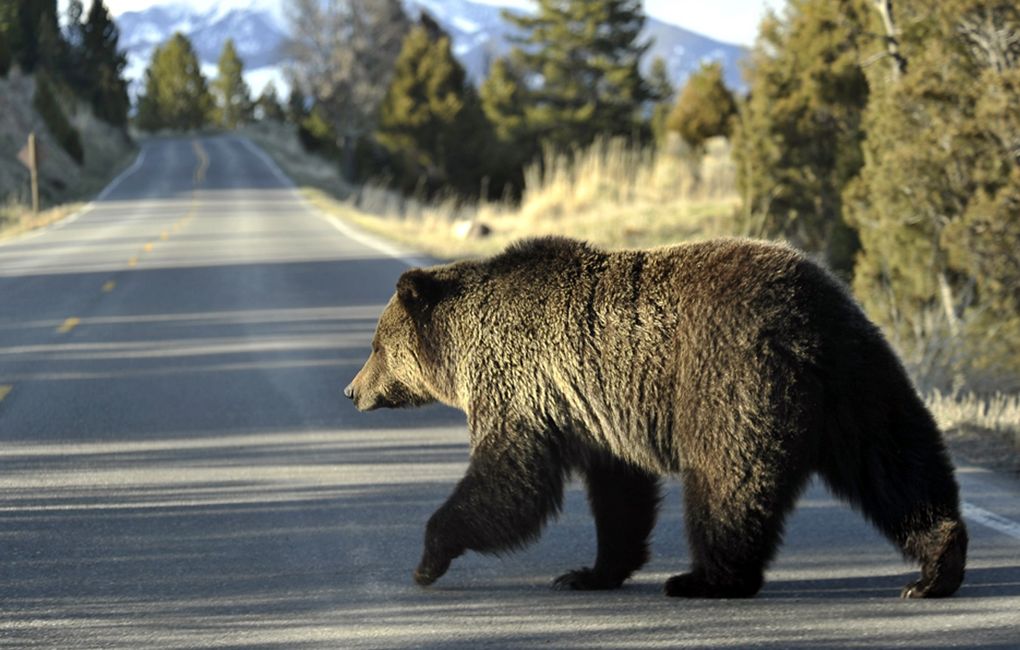 Bears and humans are frequently in contact in existing Grizzly Bear Recovery Zones, particularly Yellowstone National Park, where this adult grizzly crosses a highway near Mammoth, Wyo. (David Grubbs/The Associated Press)