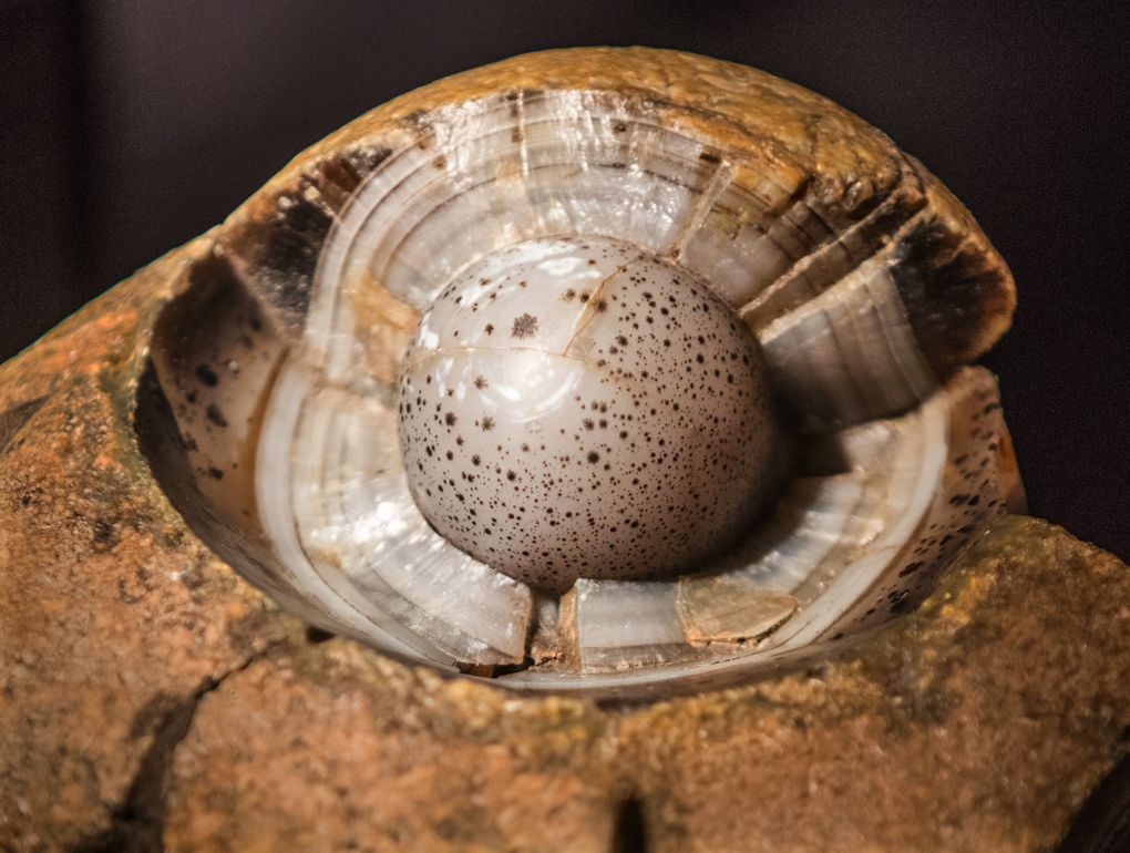 A bullseye agate from Montana mimics the shape of a bird's egg.  (Steve Ringman / The Seattle Times)