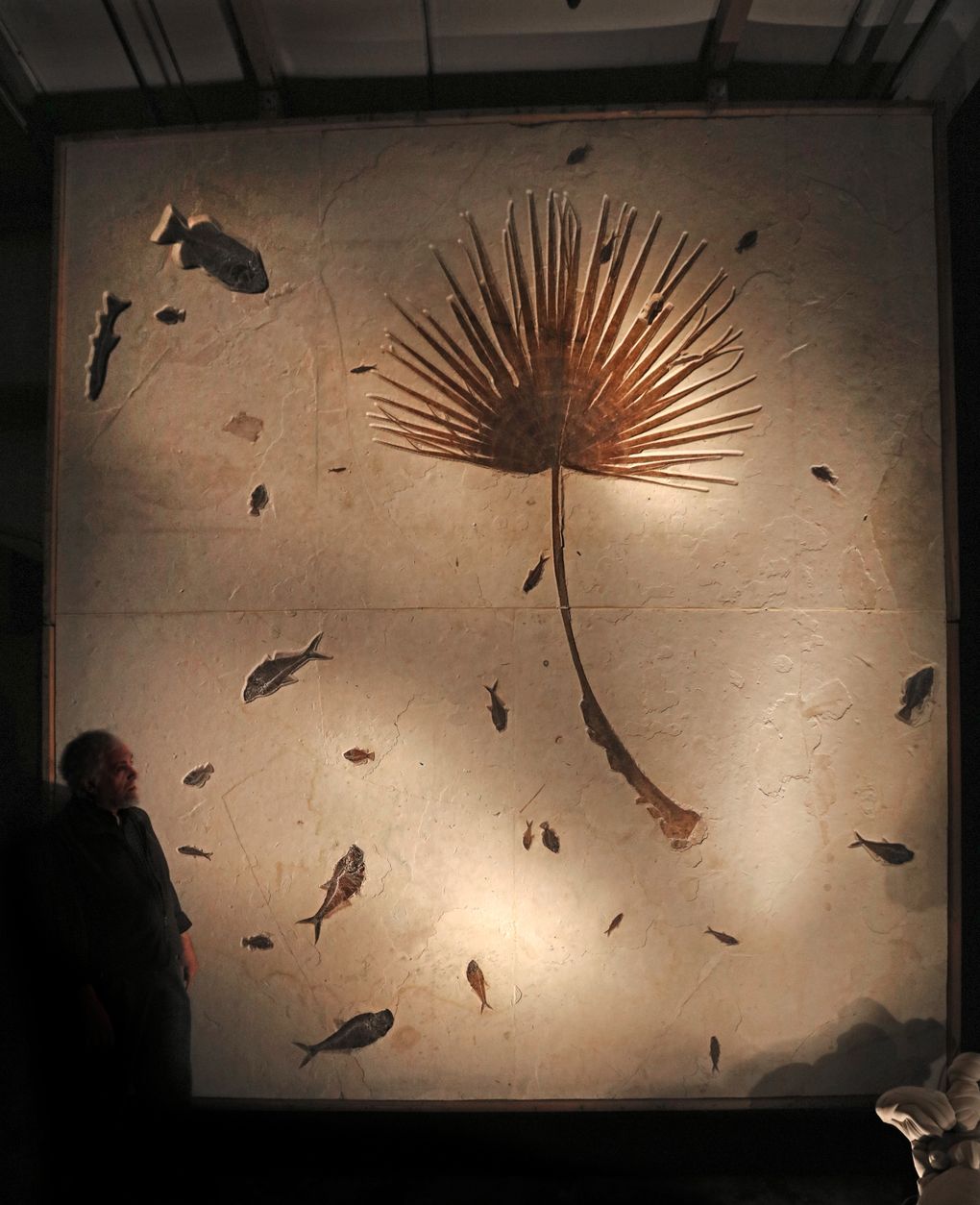 Berger stands next to a 13-foot fossil wall of fish around a palm frond. It was excavated from a quarry in Wyoming. (Steve Ringman / The Seattle Times)