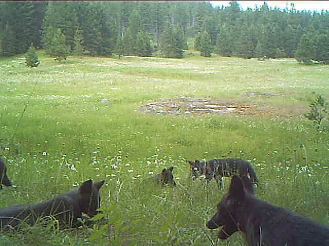 A still from a video in 2014 of the Smackout alpha female and her pups in the northeast corner of the state.  (Washington Department of Fish and Wildlife)
