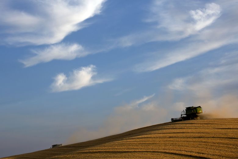 Combines comb a hilltop in the Palouse, just outside of Pullman, in 2012. (DEAN RUTZ/The Seattle Times)