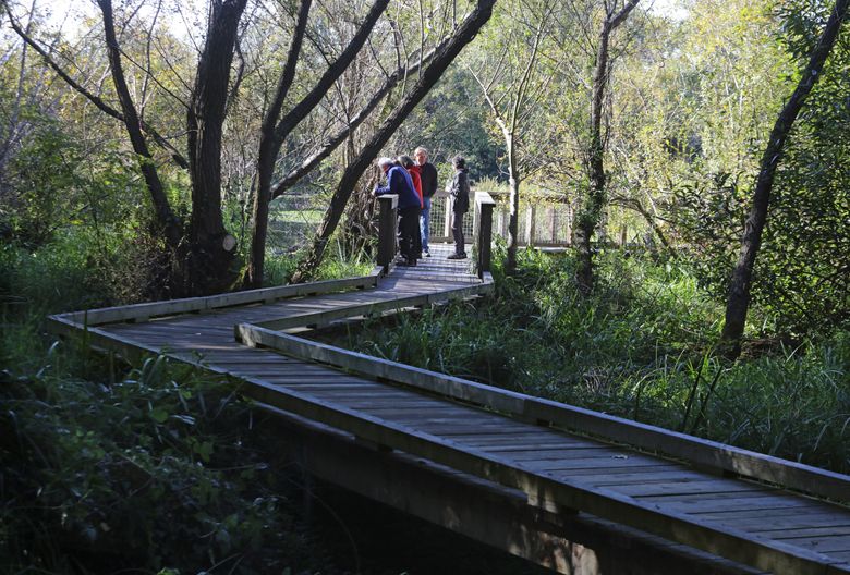 Hikers make their way along the completed boardwalk that threads its way through the Yesler Swamp. (Steve Ringman/The Seattle Times)