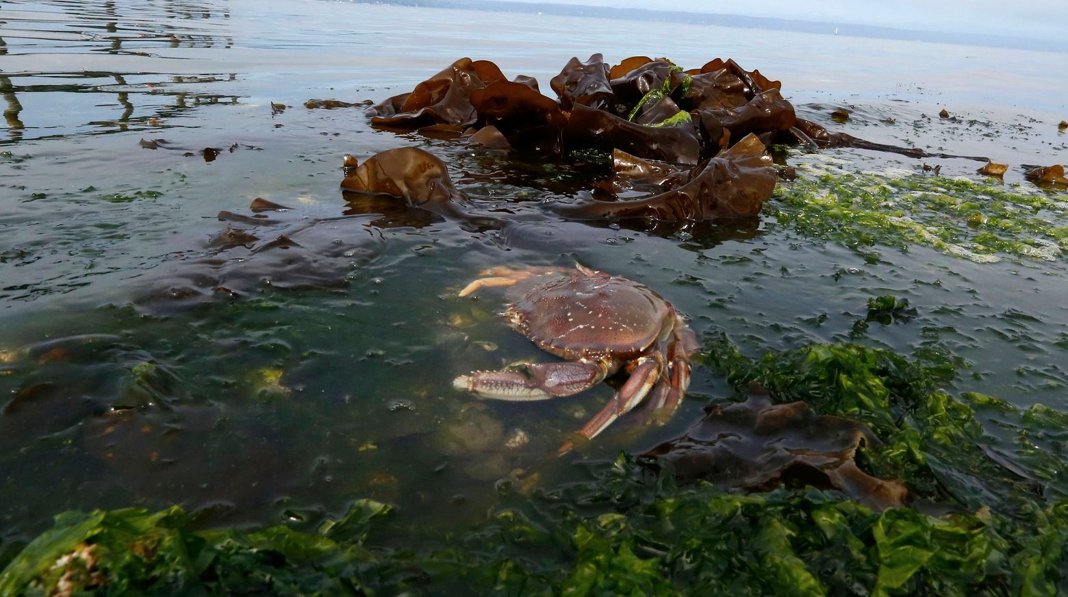 Study predicts decline in Dungeness crab from ocean acidification