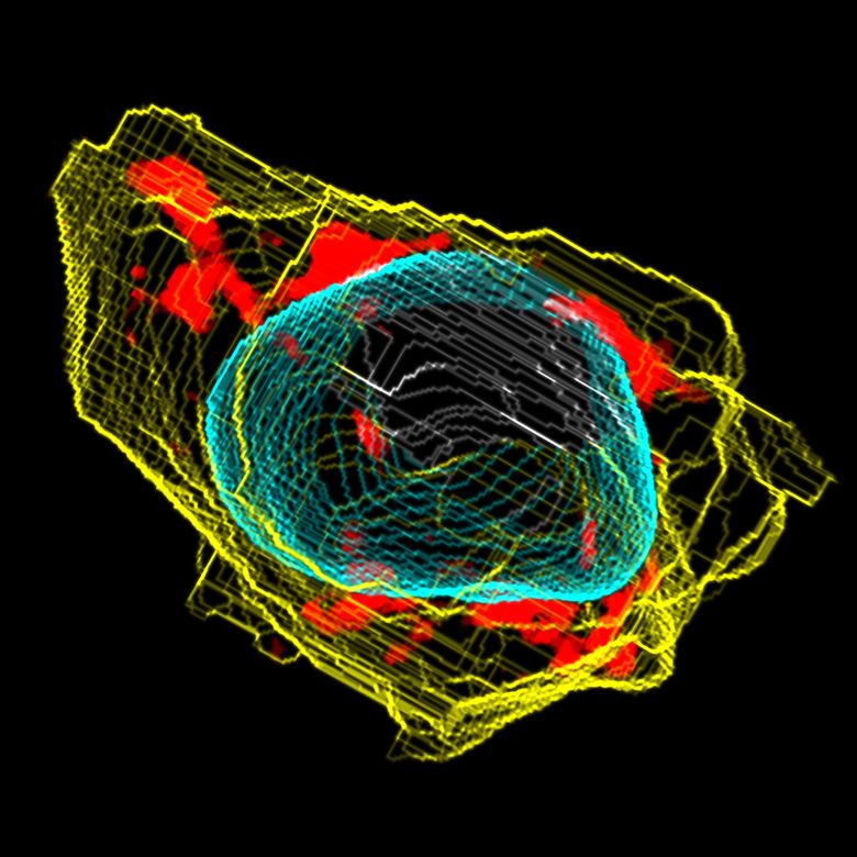 Image result for paul allen's 3D cells