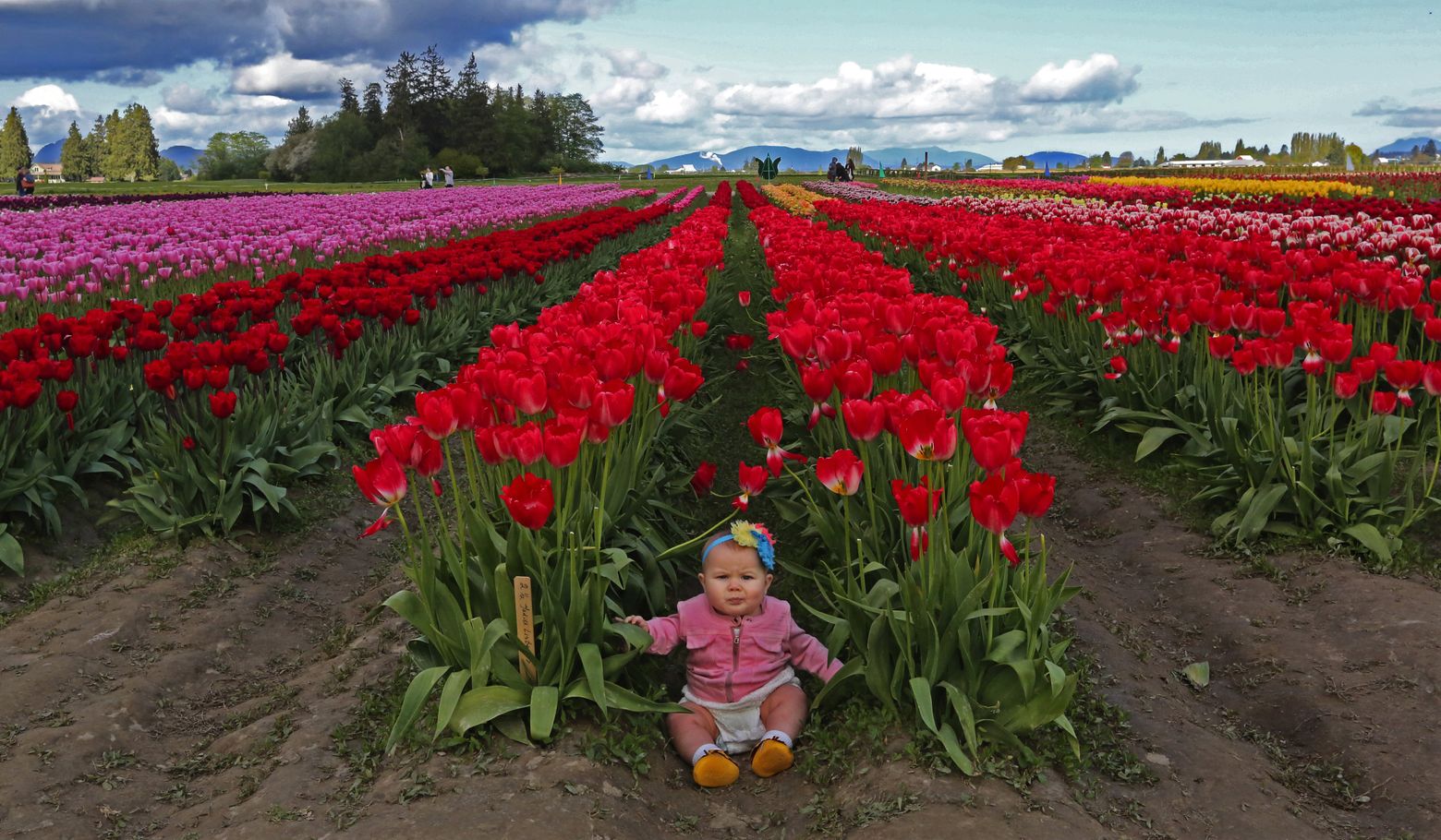 Skagit Valley Tulip Festival extended for a week