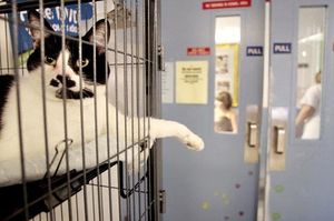 Euthanasia Rate At Animal Shelters Falls To All Time Low The Seattle Times
