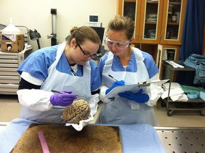 Kim Howard examines a brain at Harborview Medical Center while Samantha Rice records data. The brain is part of a Group Health collection of more than 500 brains. 