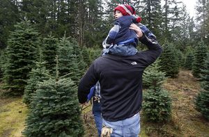 U Cut Christmas Trees In North Bend The Seattle Times