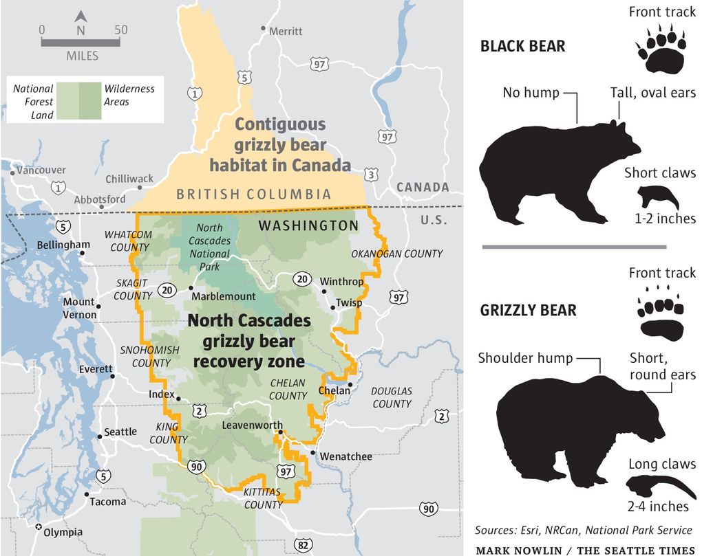 Teeth Bared Over Proposal To Return Grizzlies To Cascades The