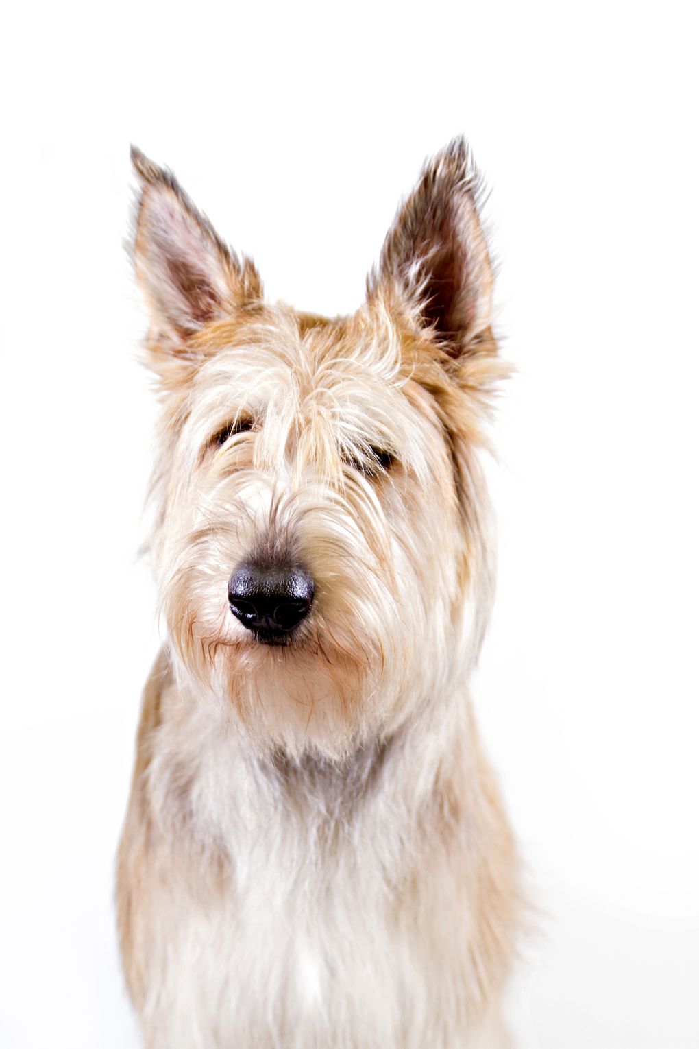 2 new dog breeds join American Kennel Clubs roster | The 