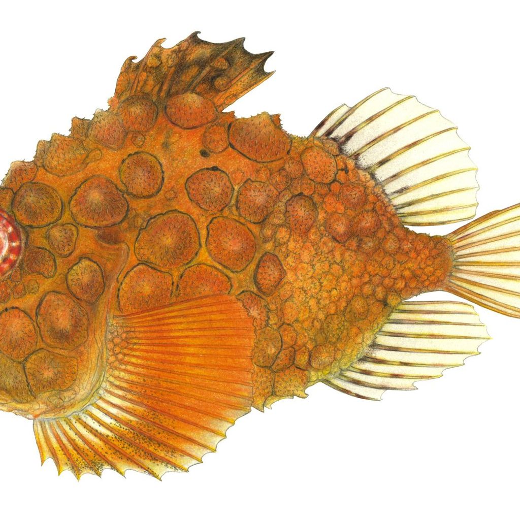 Study adds 37 species to Salish Sea’s fish list, bringing total to 253 ...