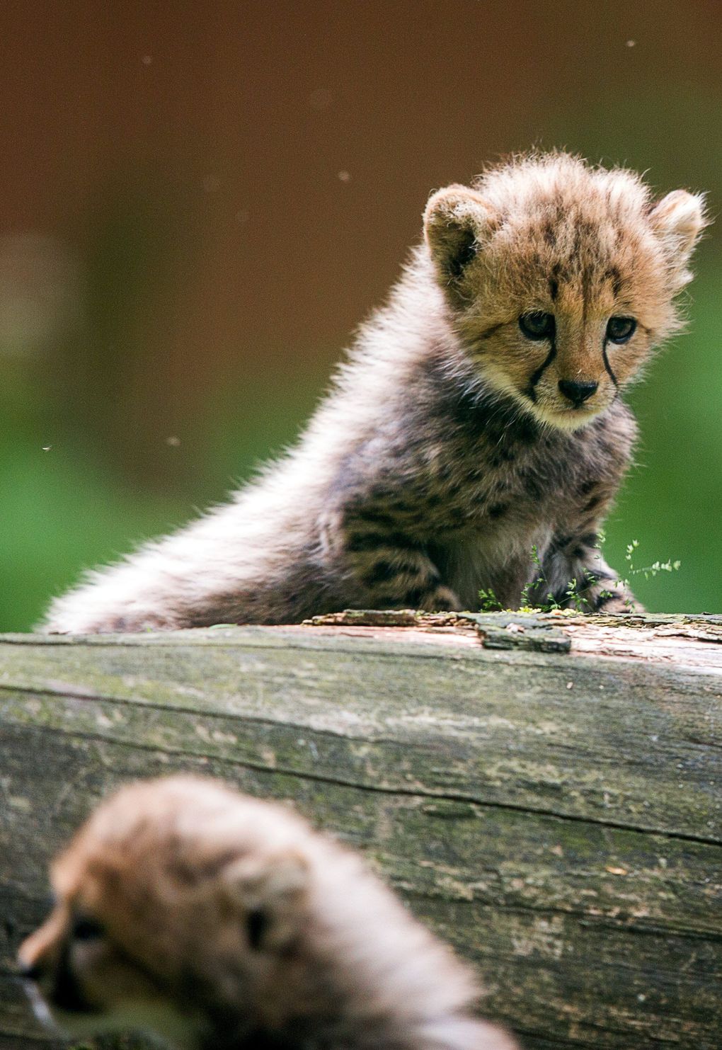 Our favorite cute animal photos from 2015 | The Seattle Times