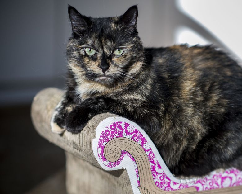 Study: Tortie cats' 'tude is not your 