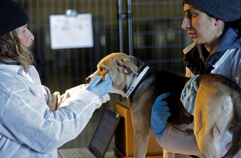ASPCA seizes near-record 600 animals from no-kill shelter ...