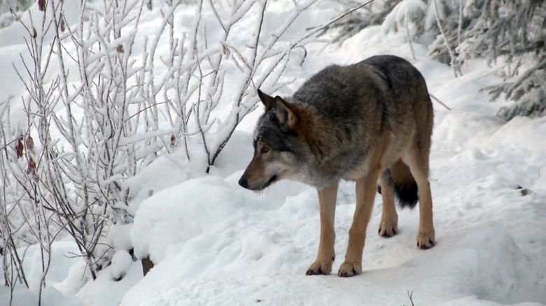 Finland to start 2nd govt-sanctioned trial wolf hunt | The Seattle Times