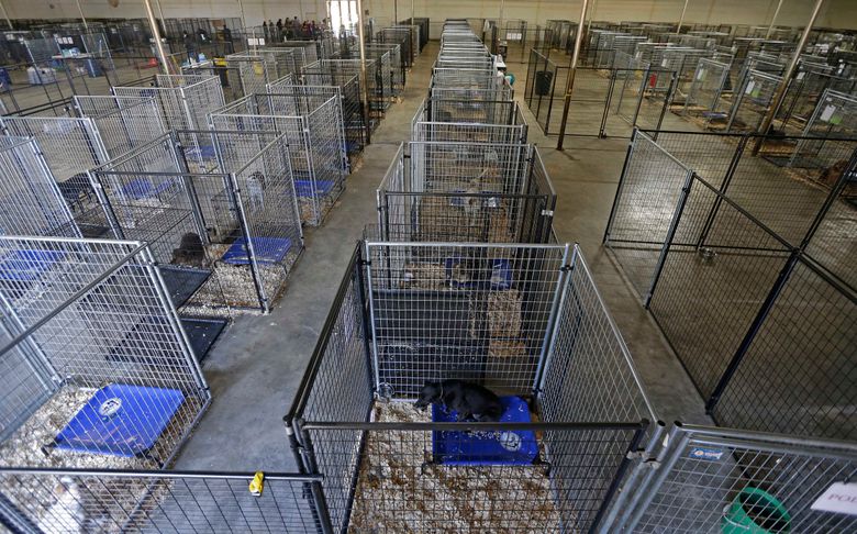 ASPCA seizes near-record 600 animals from no-kill shelter ...