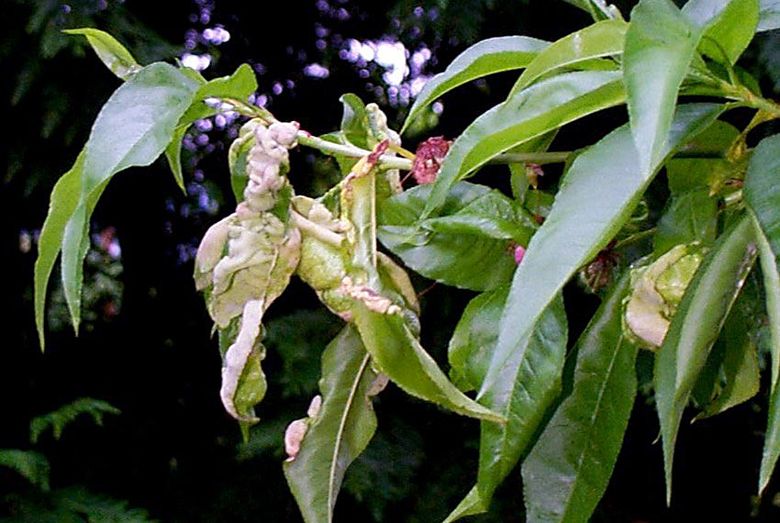 Here S How To Protect Your Peach Trees From Deadly Leaf Curl Disease The Seattle Times,What Is A Compote Dish