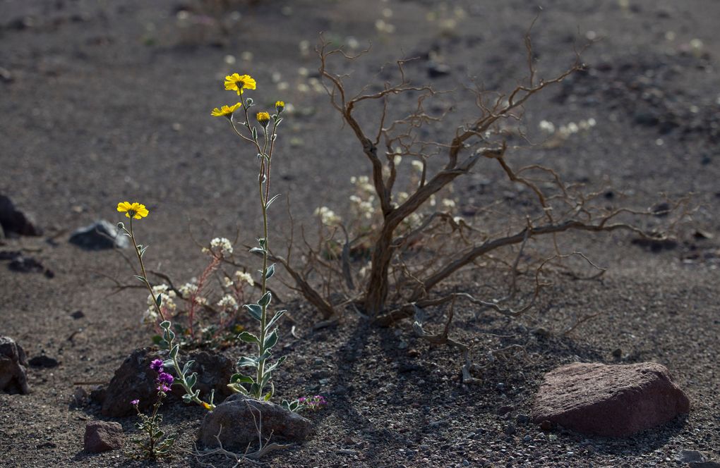 Rare Death Valley ‘super bloom’ carpets desert with color The Seattle Times