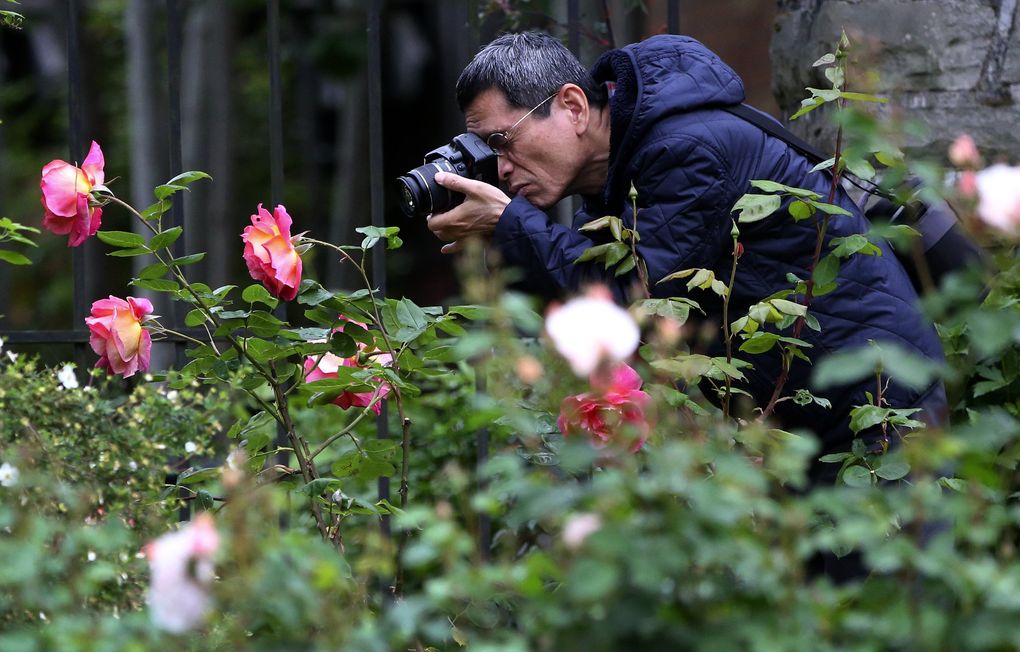 Rose Garden S Buds Abloom At Woodland Park Zoo The Seattle Times
