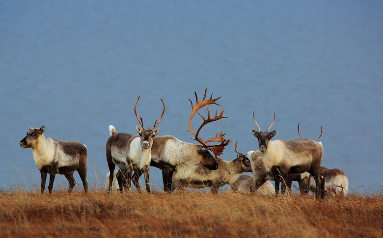 Image result for Alaska caribou + photos + free
