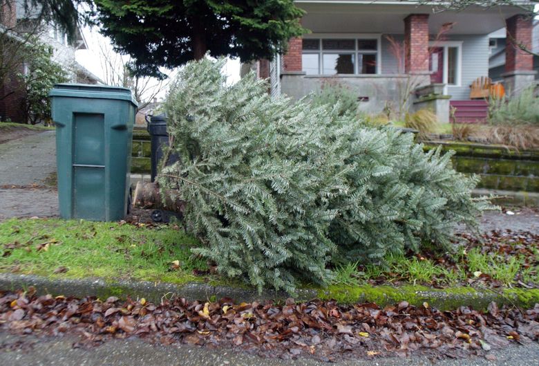 Here S Where You Can Recycle Your Christmas Tree The Seattle Times