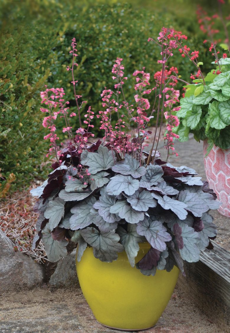 How to grow (and save) Heucheras, popular with Northwest ...