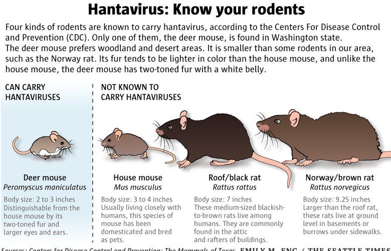 Deer Mice Cute But Potentially Deadly Carriers Of Hantavirus The Seattle Times
