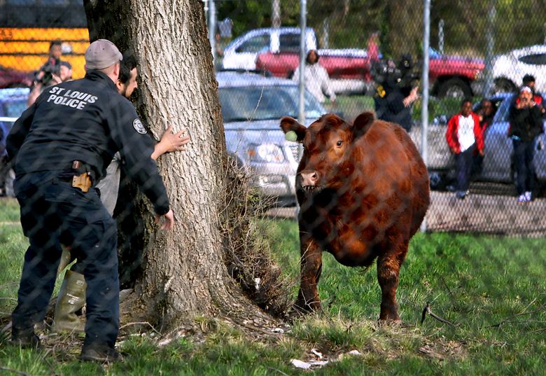 Escape of cattle from St. Louis slaughterhouse spurs roundup | The Seattle Times