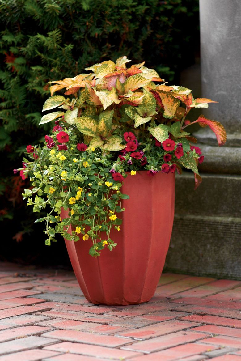 Container gardens make a lovely gift for Mom â€
