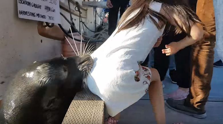 A sea lion grabbed a young girl off a dock in Richmond, B.C., on Saturday. Someone quickly pulled the child from the water, and she was unhurt. (YouTube)